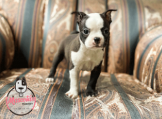 Boston Terrier cachorro 2