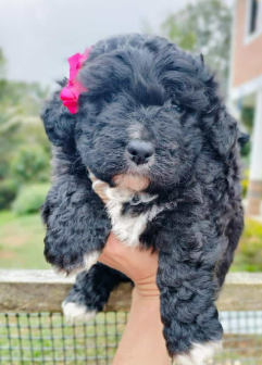 Cachorro Bernedoodle tricolor acostado