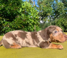 Dachshund cachorro 4