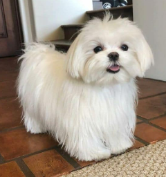 Bichón Maltés cachorro 4