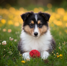 Cachorro Pastor de Shetland tricolor en el césped con una pelota