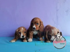 Tres cachorros Cocker Spaniel de color marrón claro en un fondo morado