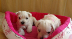 Cachorro West Highland Terrier 6