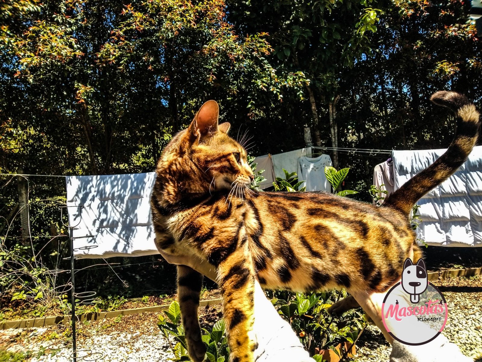 Gato Bengalí cachorro 3