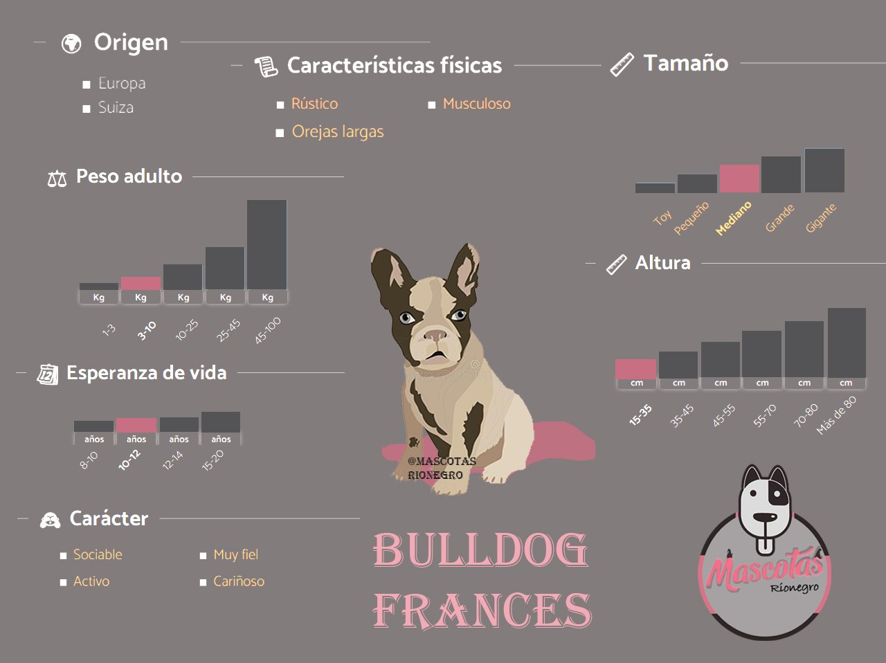 Cachorro Bulldog Franc�s en venta