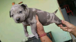 Primer plano de un cachorro Pitbull color champagne