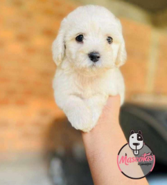 Cachorro French Poodle Mini Toy 1