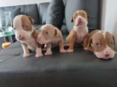 Cachorro Pitbull merle siendo levantado