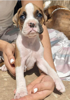 Bóxer cachorro 5