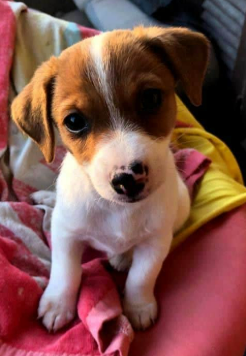 Cachorro Fox Terrier 6
