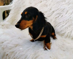 Dachshund cachorro 5