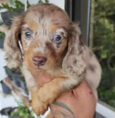 Dachshund cachorro 2