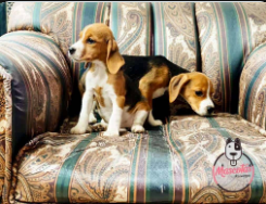 Dos cachorros Beagle tricolor sentados en un sofá