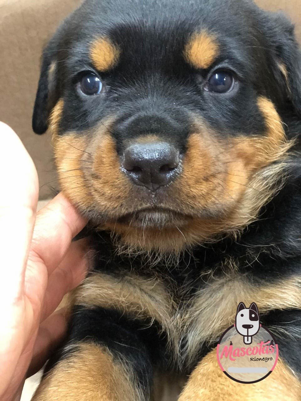 Rottweiler cachorro 4