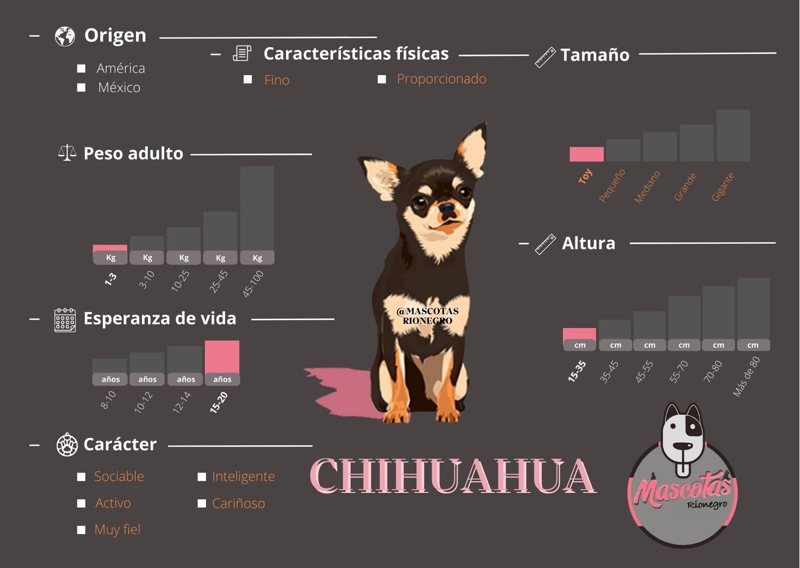Chihuahua Pelo Largo