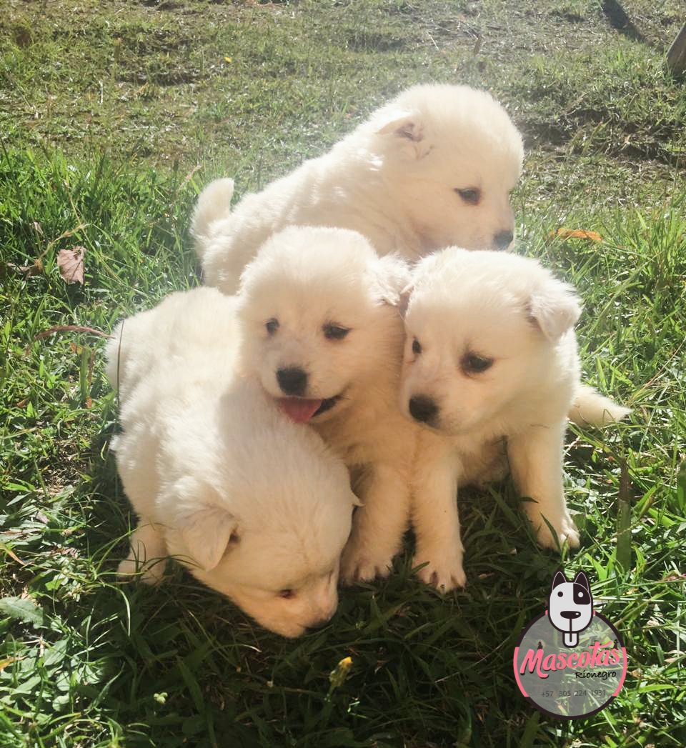 Samoyedo cachorro 3