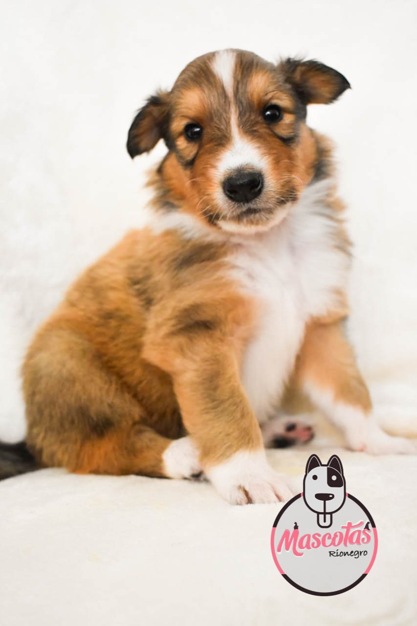 Pastor Collie cachorro 7