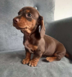Dachshund cachorro 1