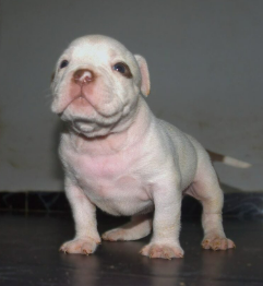 Cachorro American Bully blanco mirando hacia arriba