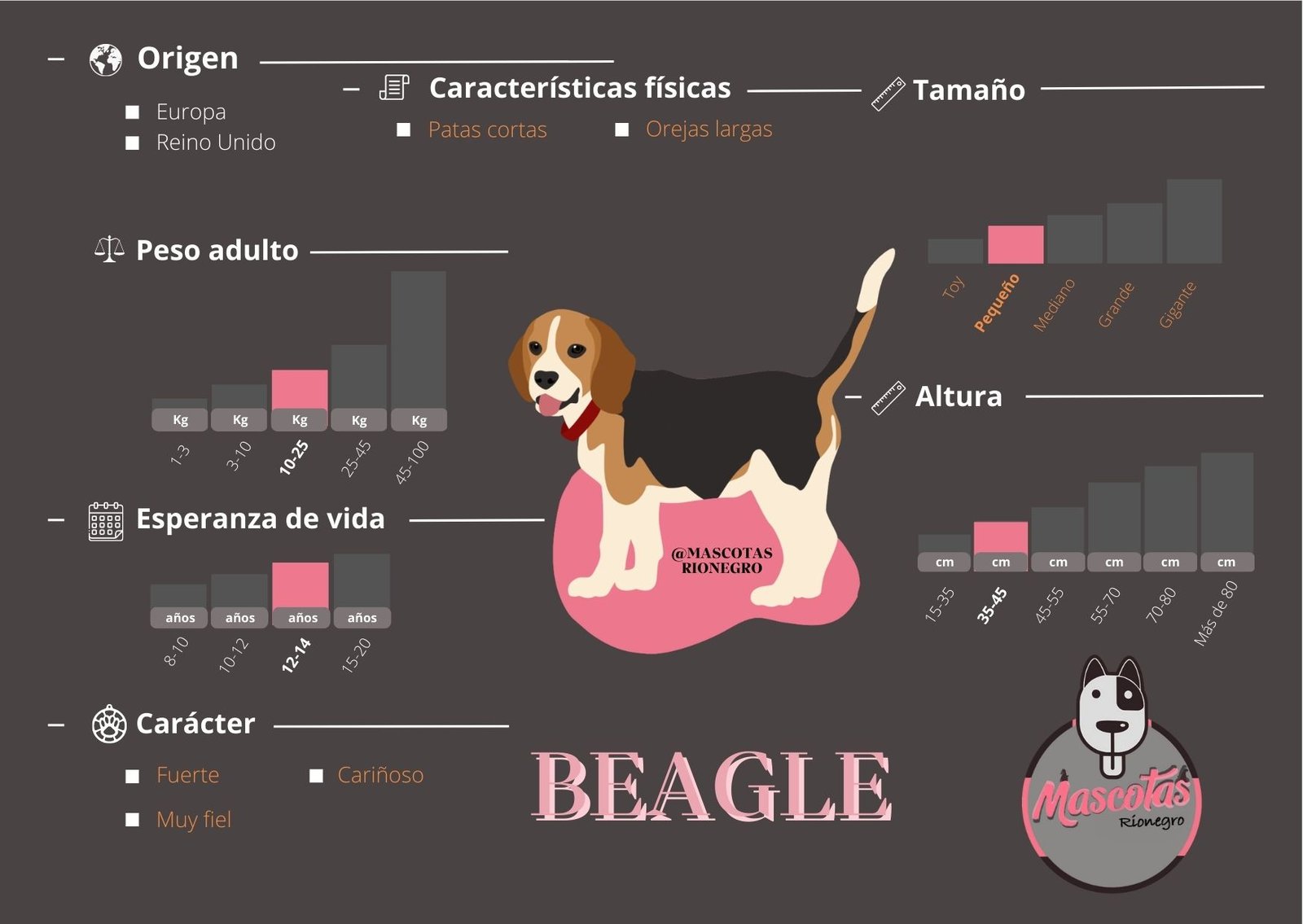 Beagle