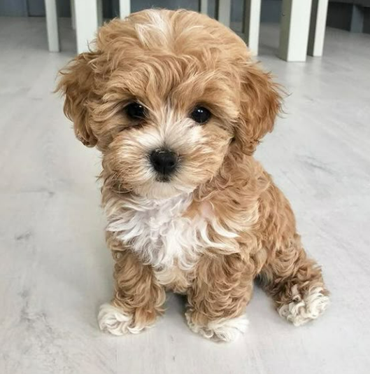 Cachorro Maltipoo 5