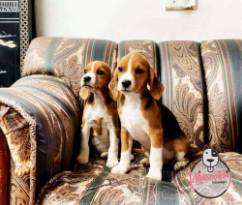 Dos cachorros Beagle tricolor posando en un sofá