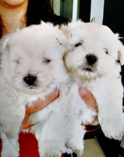 Cachorro West Highland Terrier 2