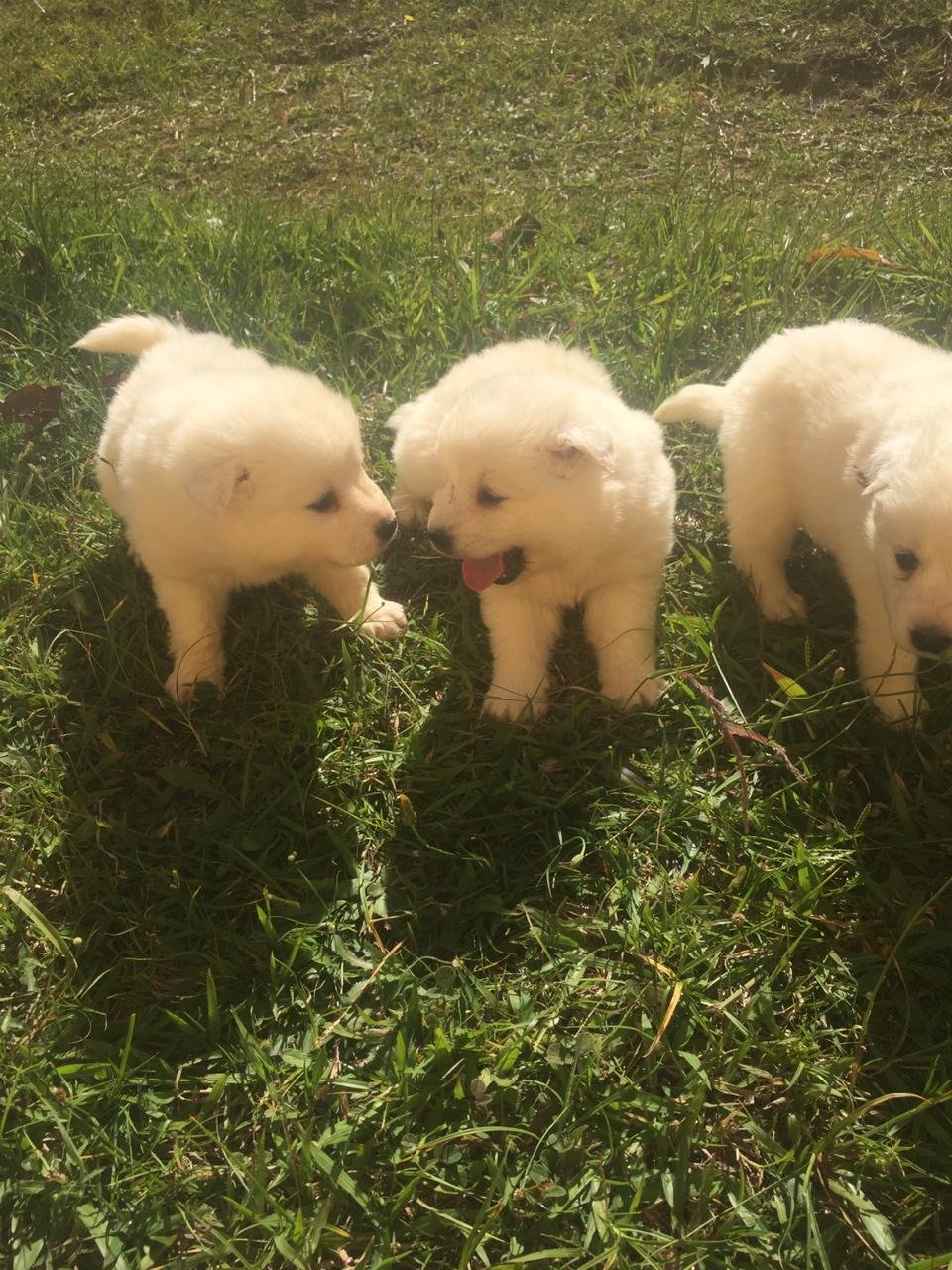Samoyedo cachorro 4