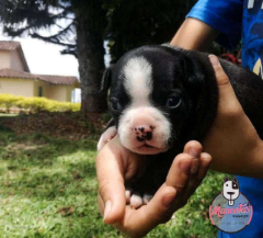 Boston Terrier cachorro 5