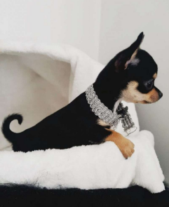 Chihuahua Pelo Corto cachorro 3