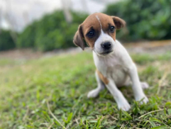 Cachorro Fox Terrier 3