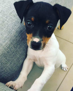 Cachorro Fox Terrier 2