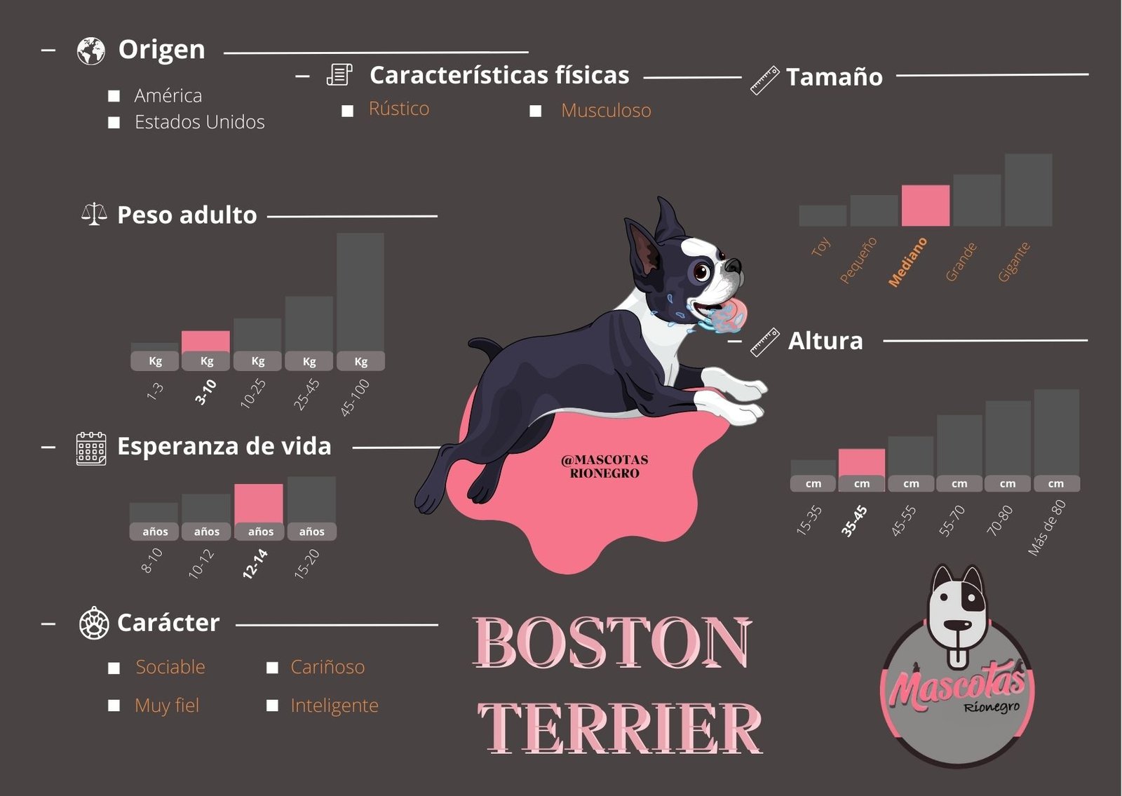 Boston Terrier