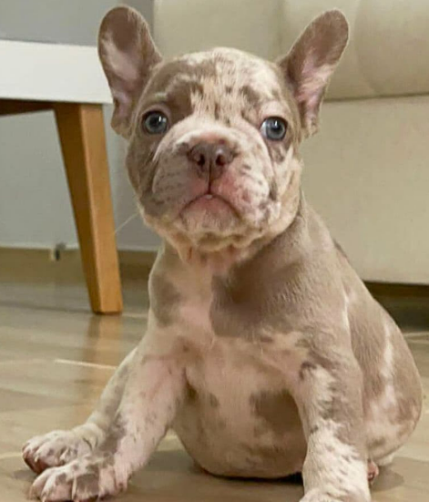 Dos cachorros Bulldog Francés
