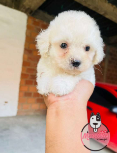 Cachorro French Poodle Mini Toy 6