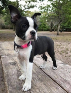 Boston Terrier cachorro 6