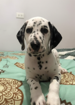 Dálmata cachorro 6