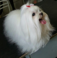 Bichón Maltés cachorro 6