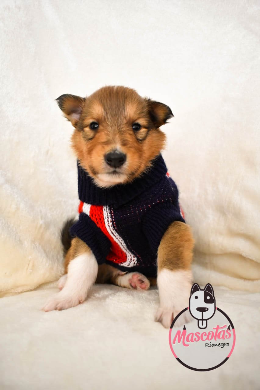 Pastor Collie cachorro 3