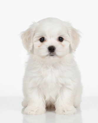 Cachorro Bichón Maltés de 2 meses