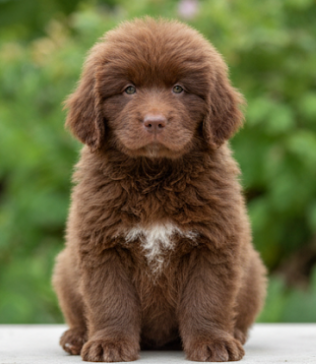 Terranova cachorro 1