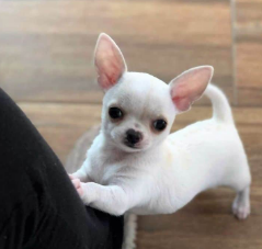 Chihuahua Pelo Corto cachorro 5