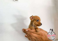 Pincher Miniatura cachorro 2