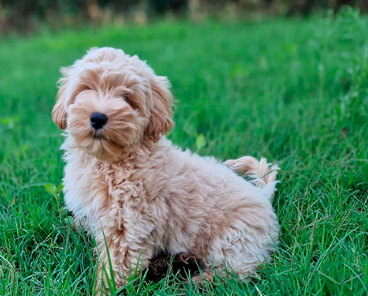 Cachorro Maltipoo 6