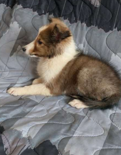 Cachorro Pastor de Shetland sable de perfil