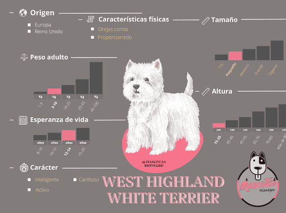 West Highland Terrier