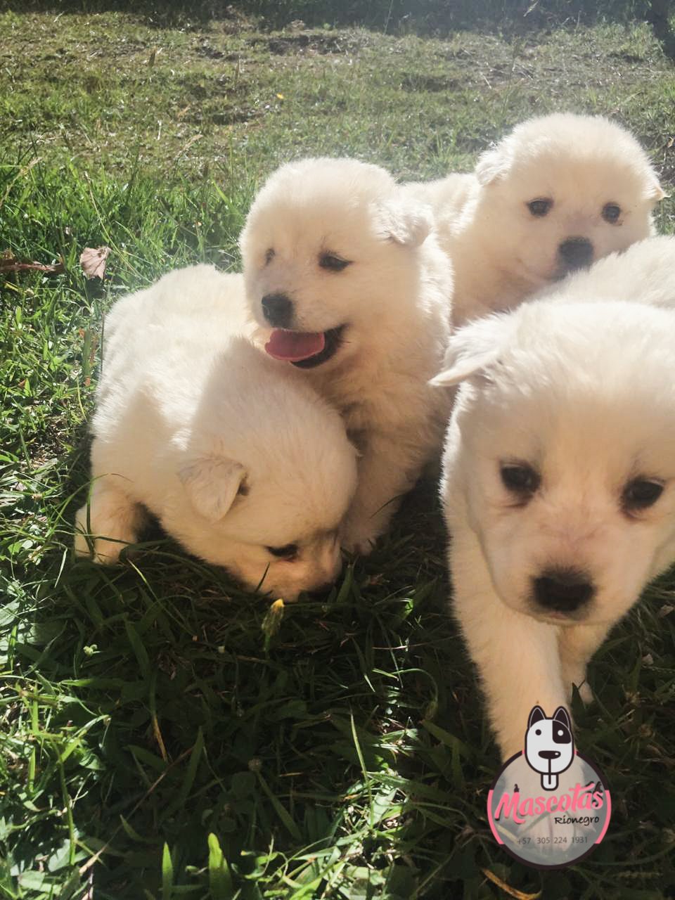 Samoyedo cachorro 2