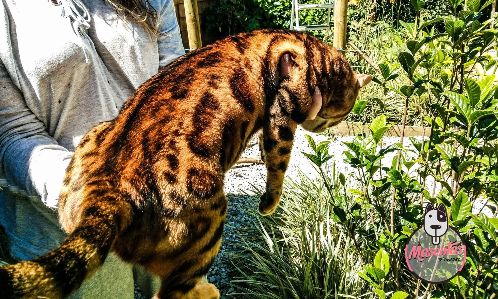 Gato Bengalí cachorro 1