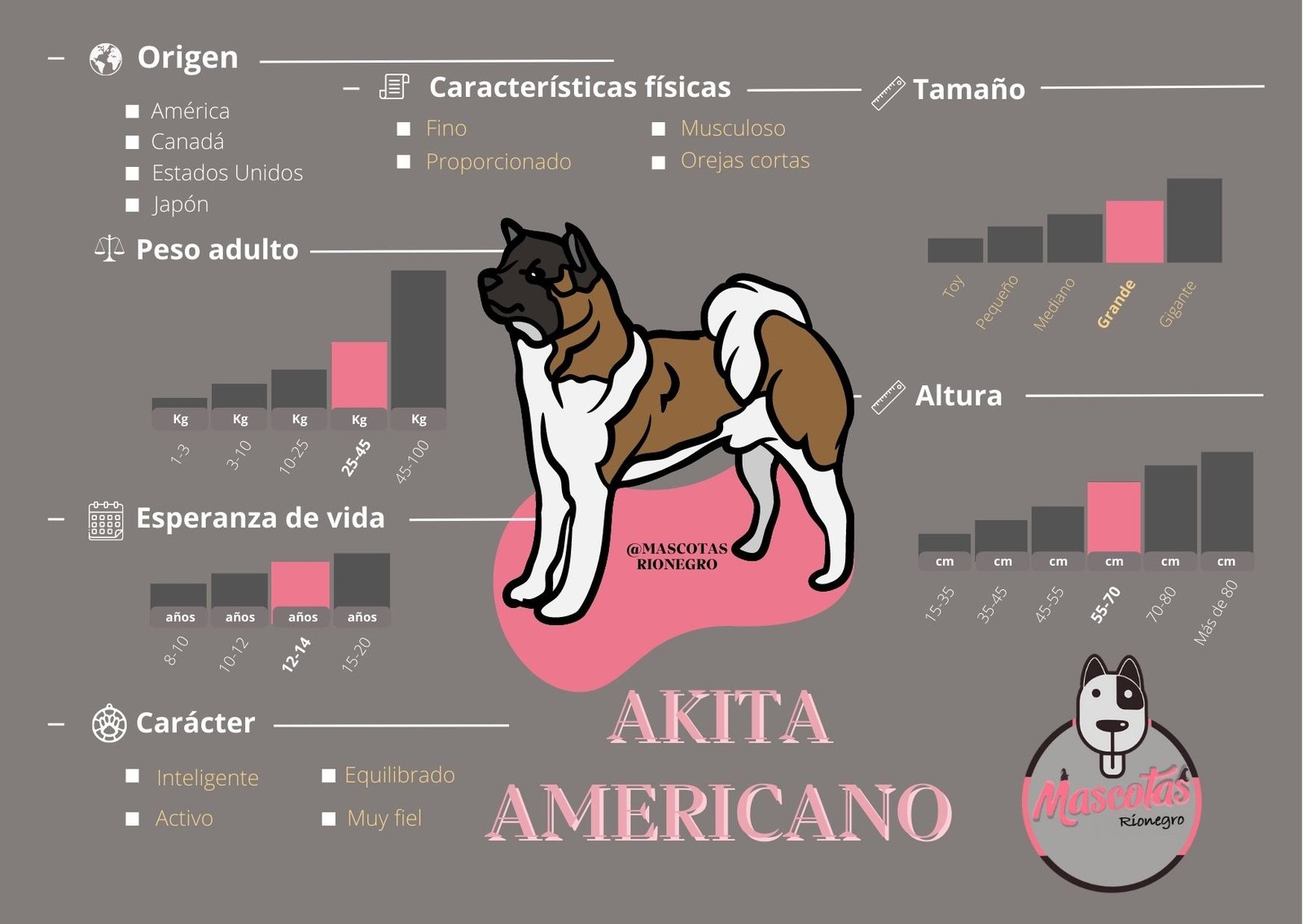 Akita Americano