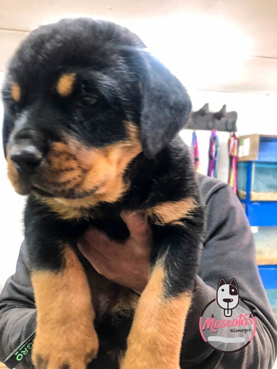 Rottweiler cachorro 7